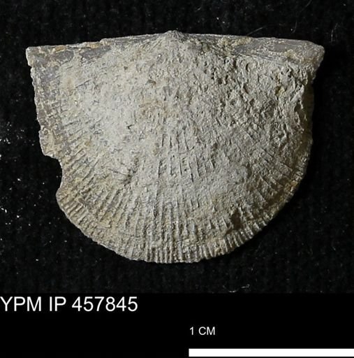 Strophodonta sp.