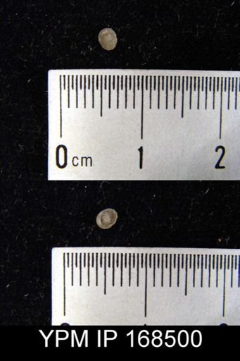 Pholidops arata