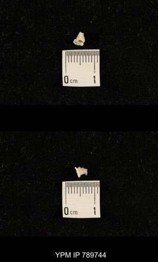 taxon undetermined
