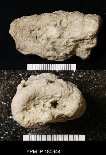 Porifera