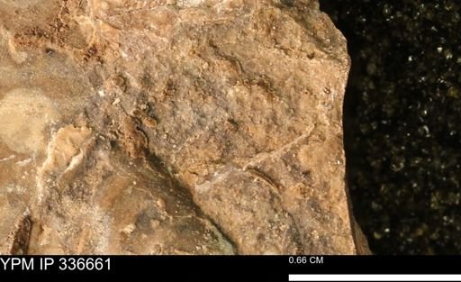 undet. Mollusca