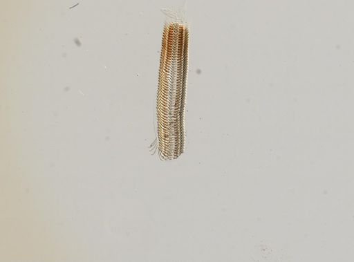 Somatogyrus subglobosus