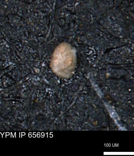Miliammina inflata
