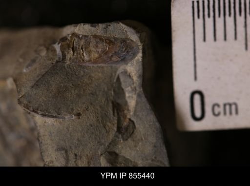 Baculites sp.