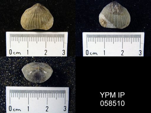 Anastrophia verneuili