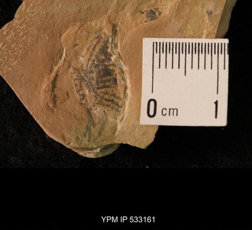 Elrathia kingi
