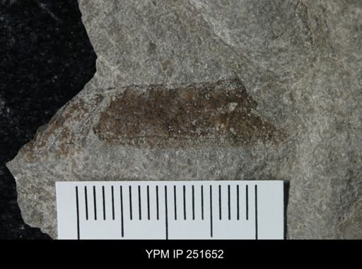 undet. Eurypterida