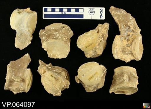 undet. Mosasauridae