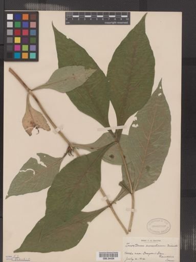 Triosteum aurantiacum