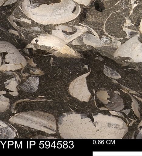 Protocardia sp.