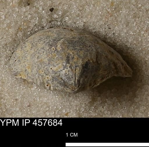 Helaspis sp.