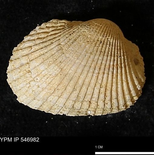 Scapharca transversa