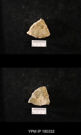Anthaspidella sp.