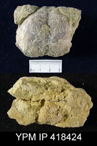 undet. Echinoconchidae