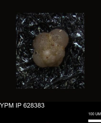 undet. Foraminiferida