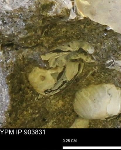 Corbulamella?