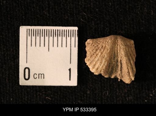 Platystrophia acutilirata