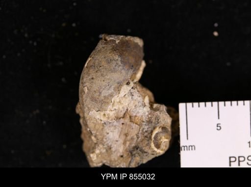 undet. Gastropoda