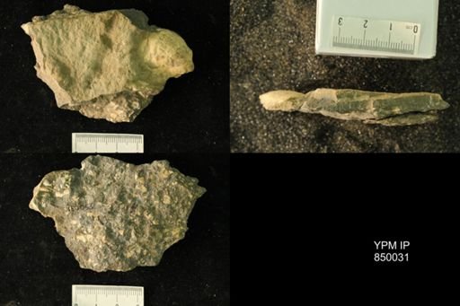 undet. Bivalvia