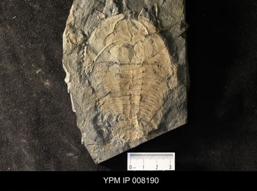 Elliptocephala asaphoides