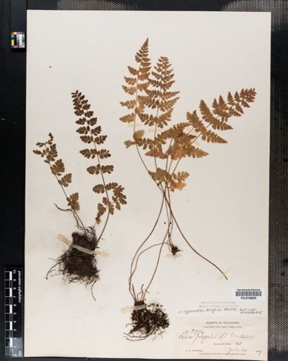 Cystopteris fragilis