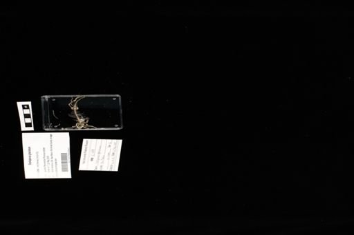 Sceloporus arenicolus