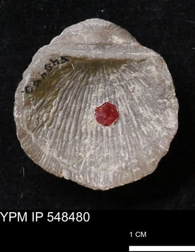 Stropheodonta subcymbiformis