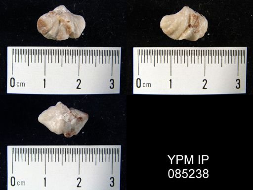 Crispella elegans