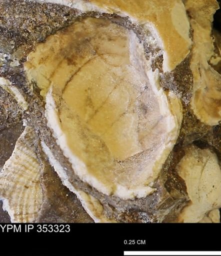 Limopsis striatopunctatus
