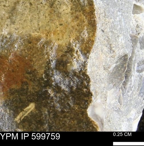 undet. Mollusca