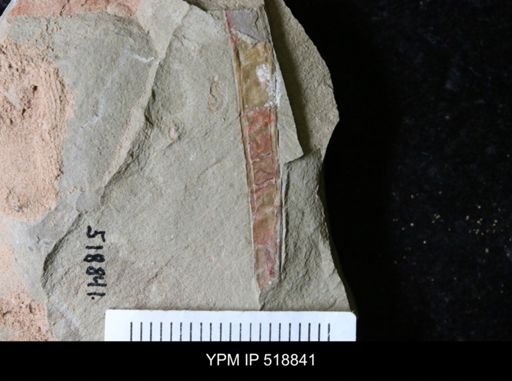Sphenothallus sp.