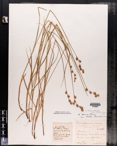Carex hormathodes