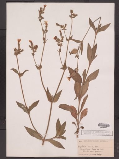 Lychnis alba