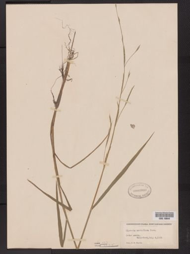 Glyceria acutiflora