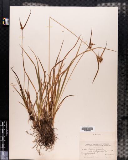 Carex flava