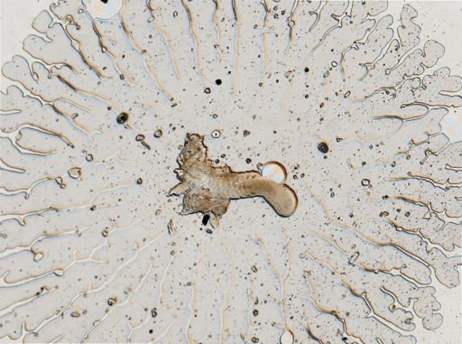 Onchidoris muricata