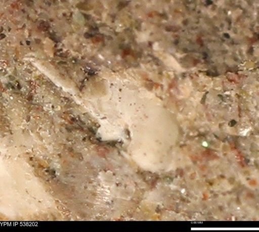 Corbulamella gregaria