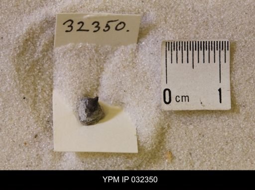 Hoploscaphites nicolletii