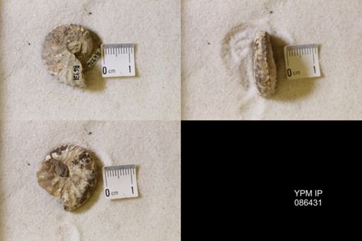 undet. Scaphitidae