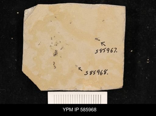 undet. Hymenoptera