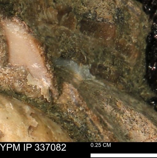 undet. Mollusca