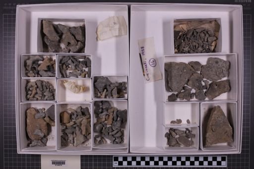 mixed taxa, stratigraphic collection