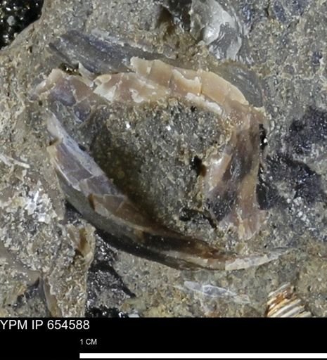 undet. Bivalvia