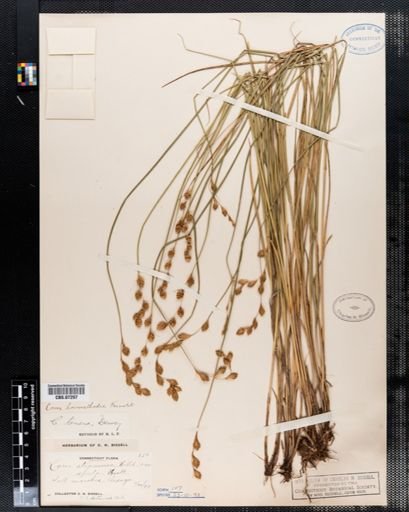 Carex hormathodes