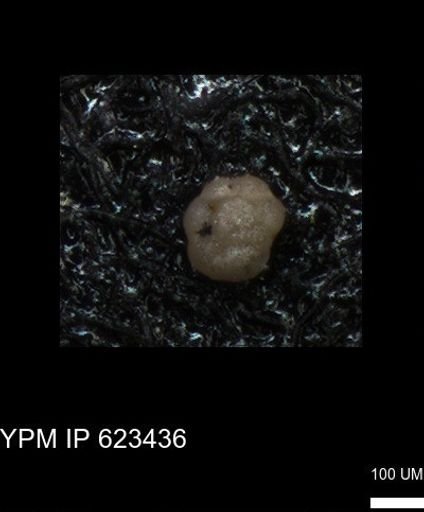 undet. Foraminiferida