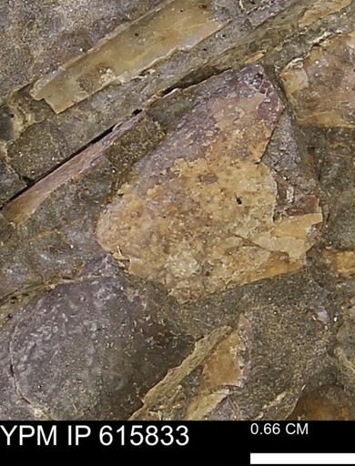 Baculites sp.