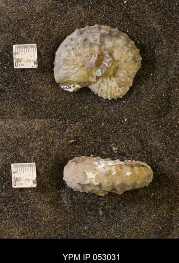 Discoscaphites gulosus
