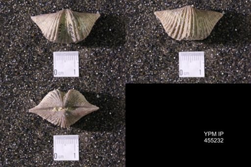 Platystrophia acutilirata