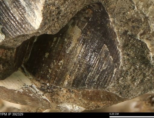 undet. Bivalvia