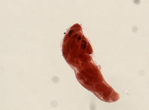 Digenea